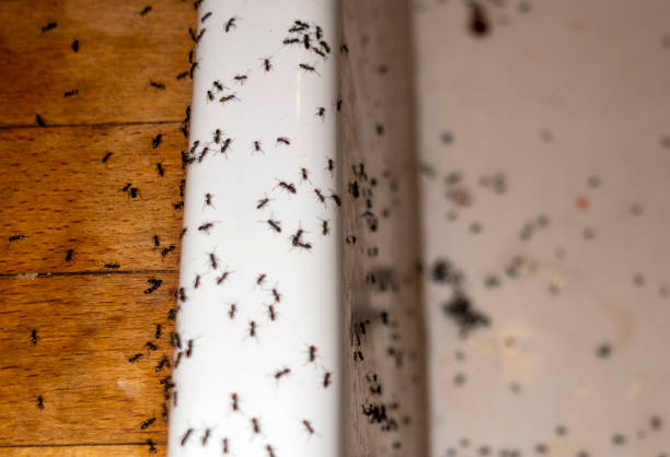 Insect Control in Robersonville, NC